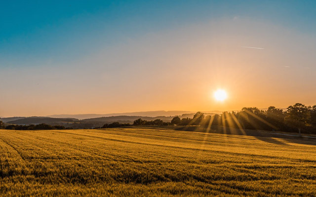 Sunset over crop